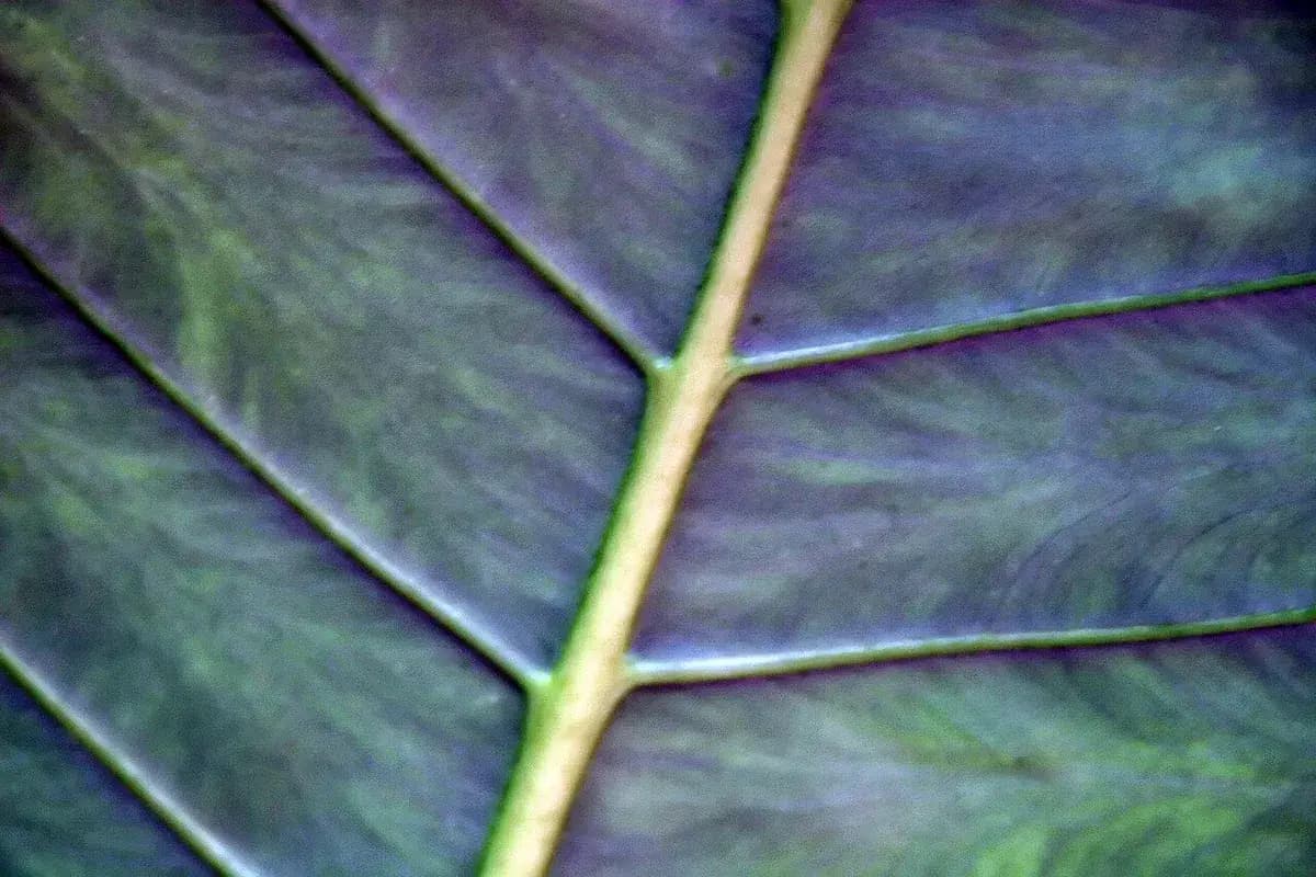 Alocasia zebrina — foto real