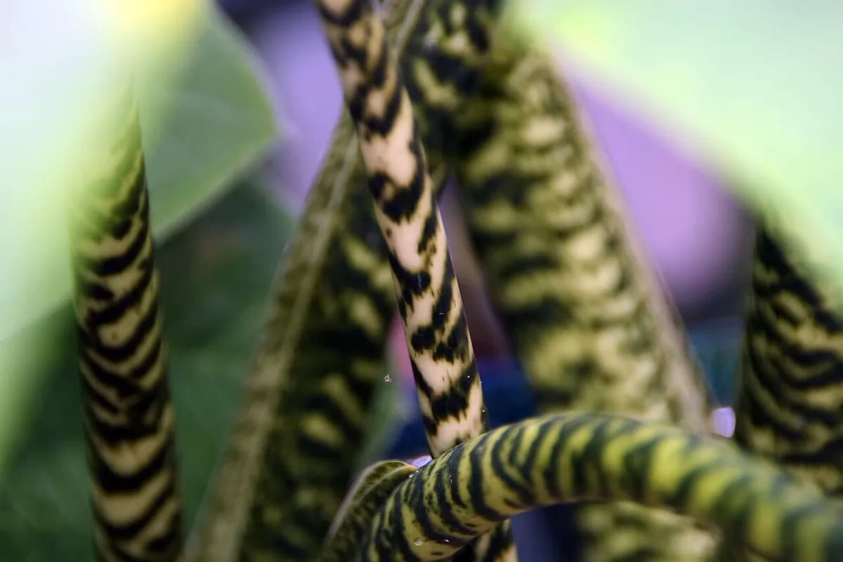 Alocasia zebrina — foto real