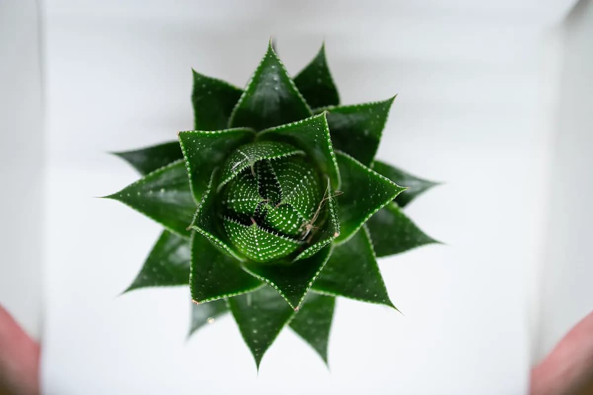 Aloe aristata — foto real