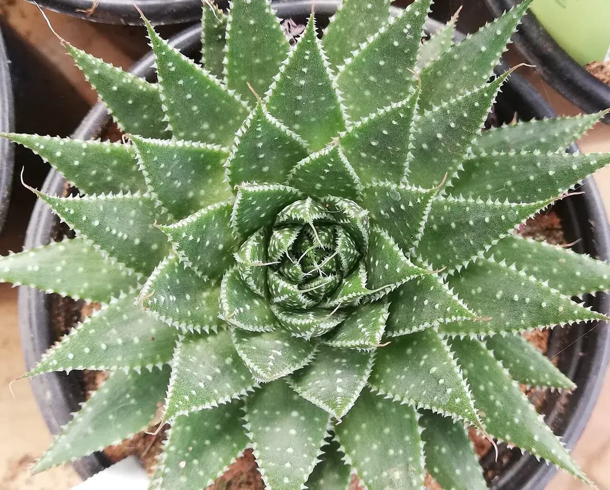 Aloe aristata — foto real