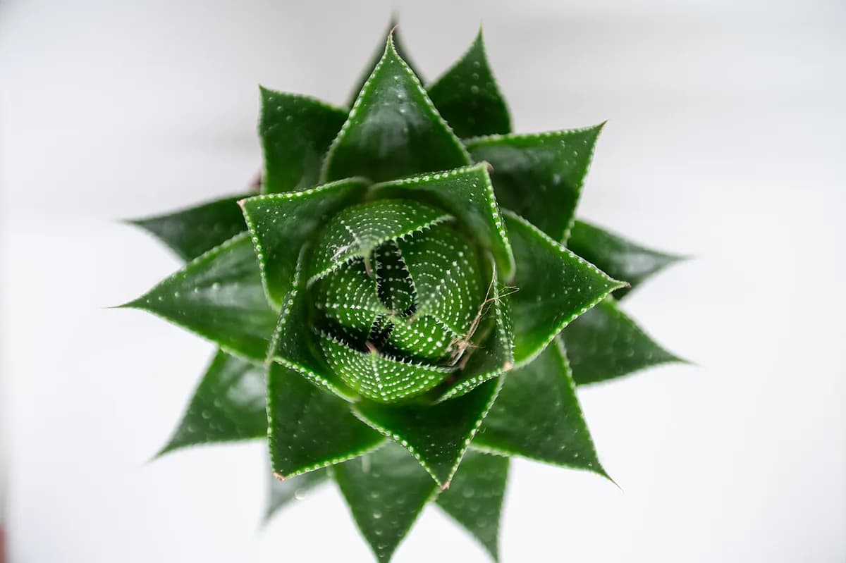 Aloe aristata — foto real