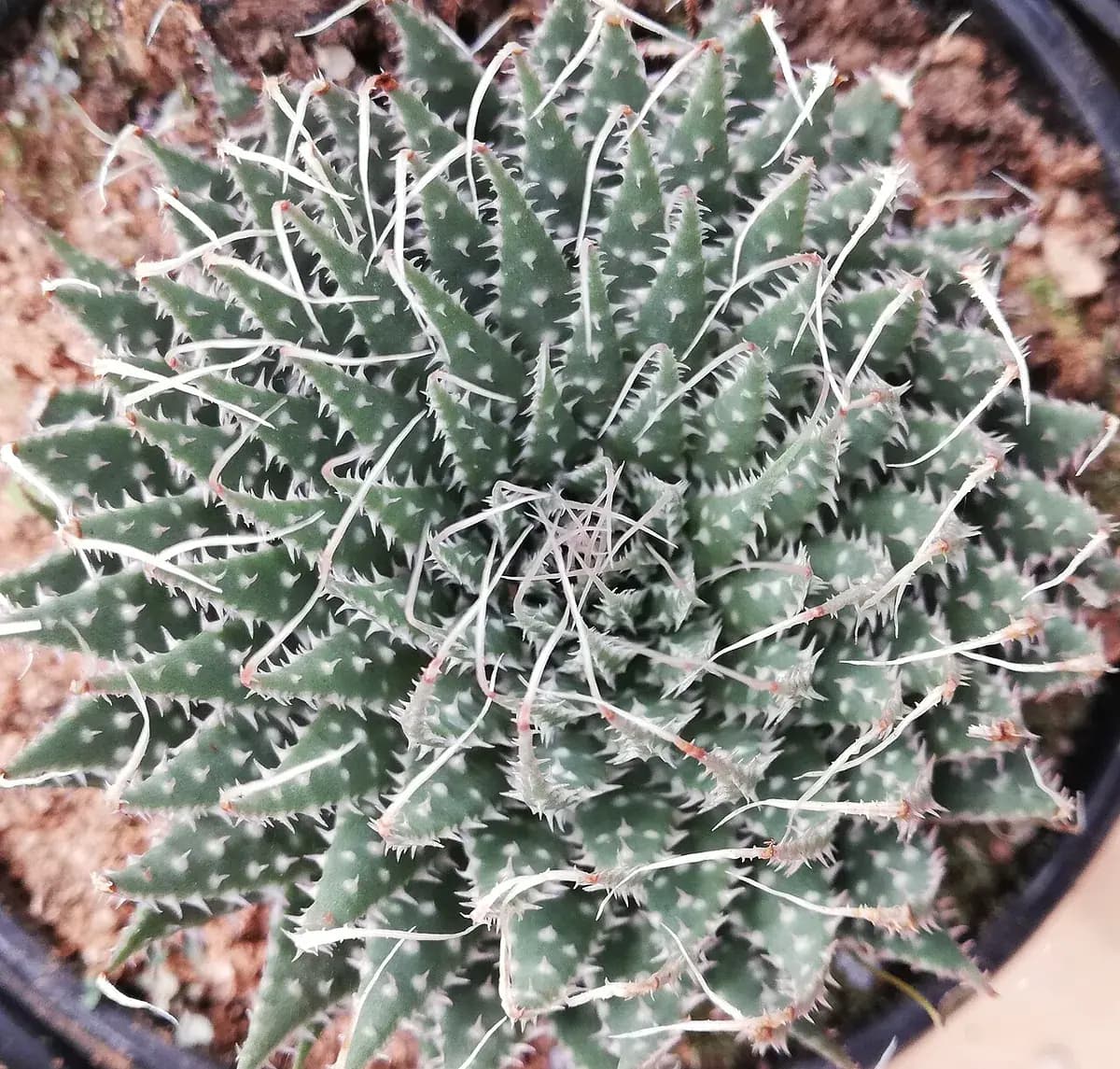 Aloe aristata — foto real