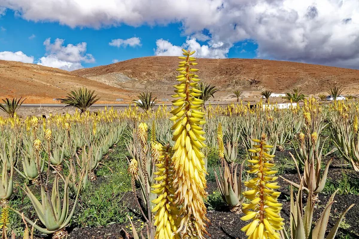 Aloe vera — foto real
