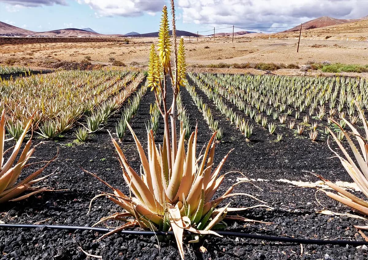Aloe vera — foto real