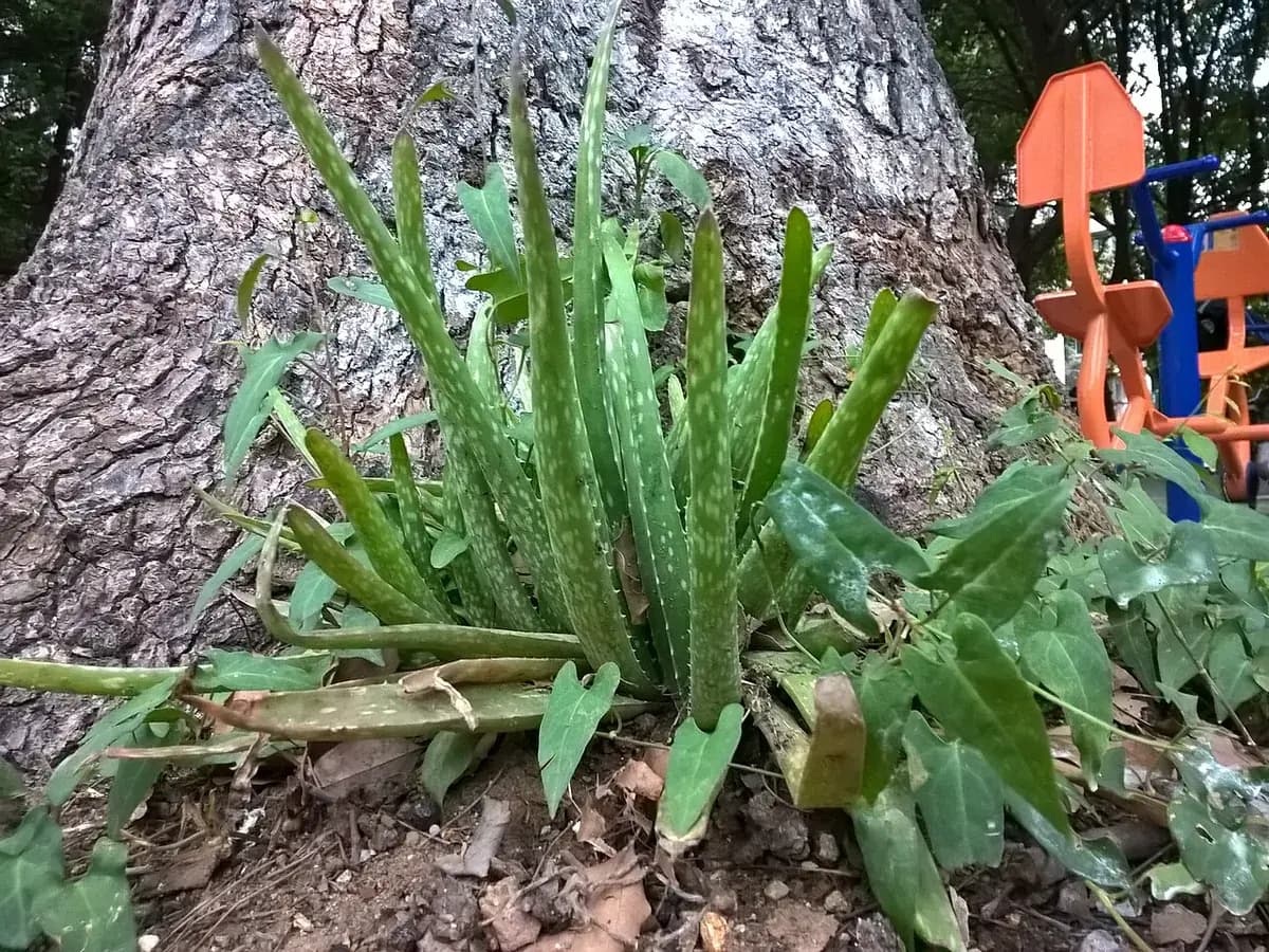 Aloe vera — foto real