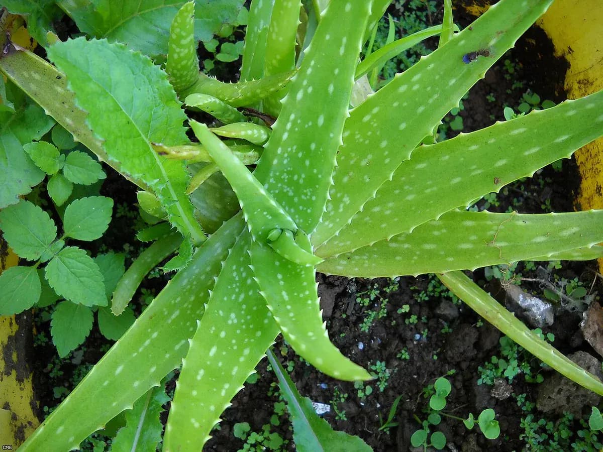 Aloe vera — foto real