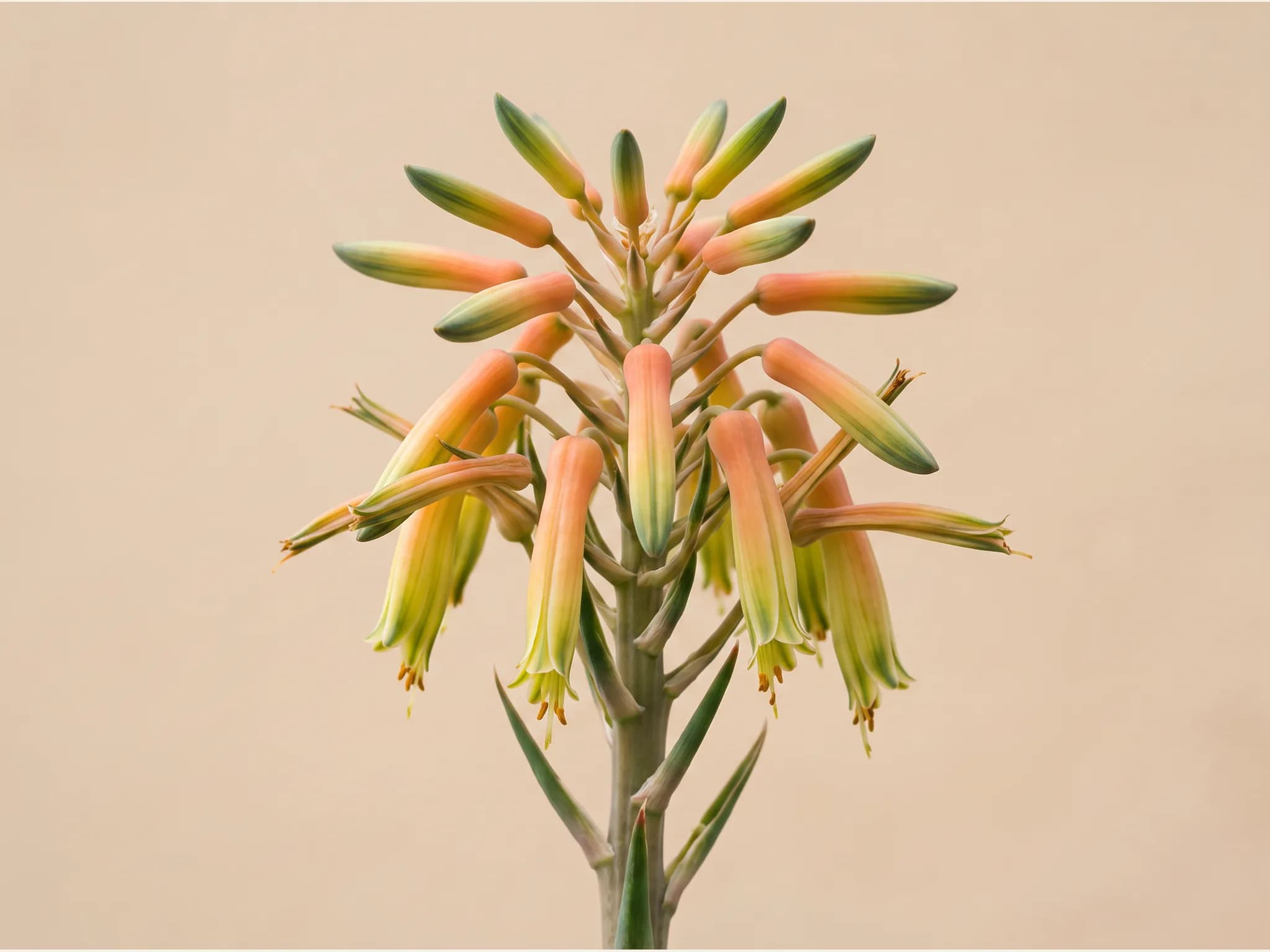 Aloe vera — flor (IA)