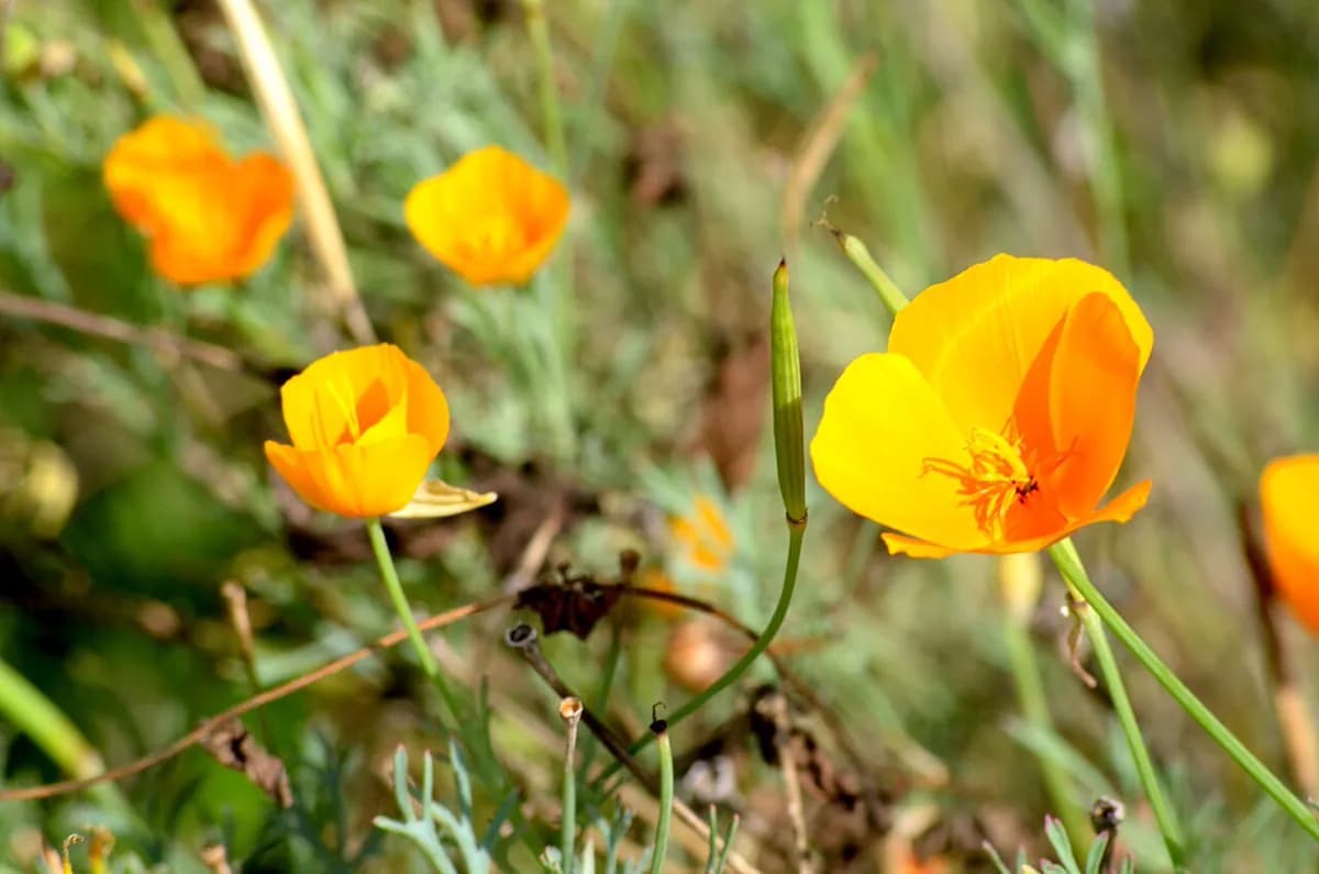 Amapola de California — foto real