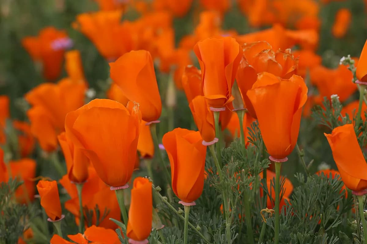 Amapola de California — foto real