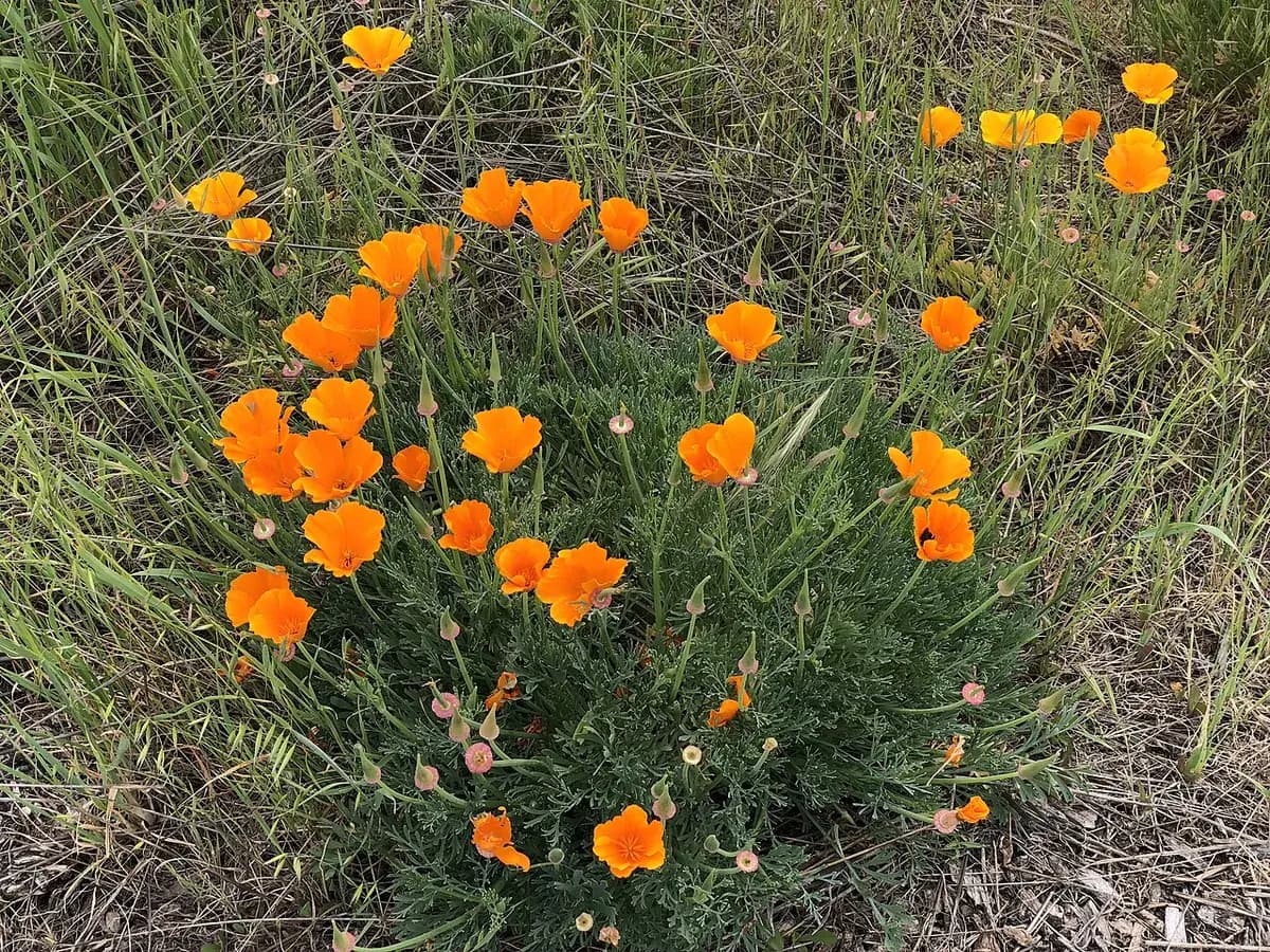 Amapola de California — foto real