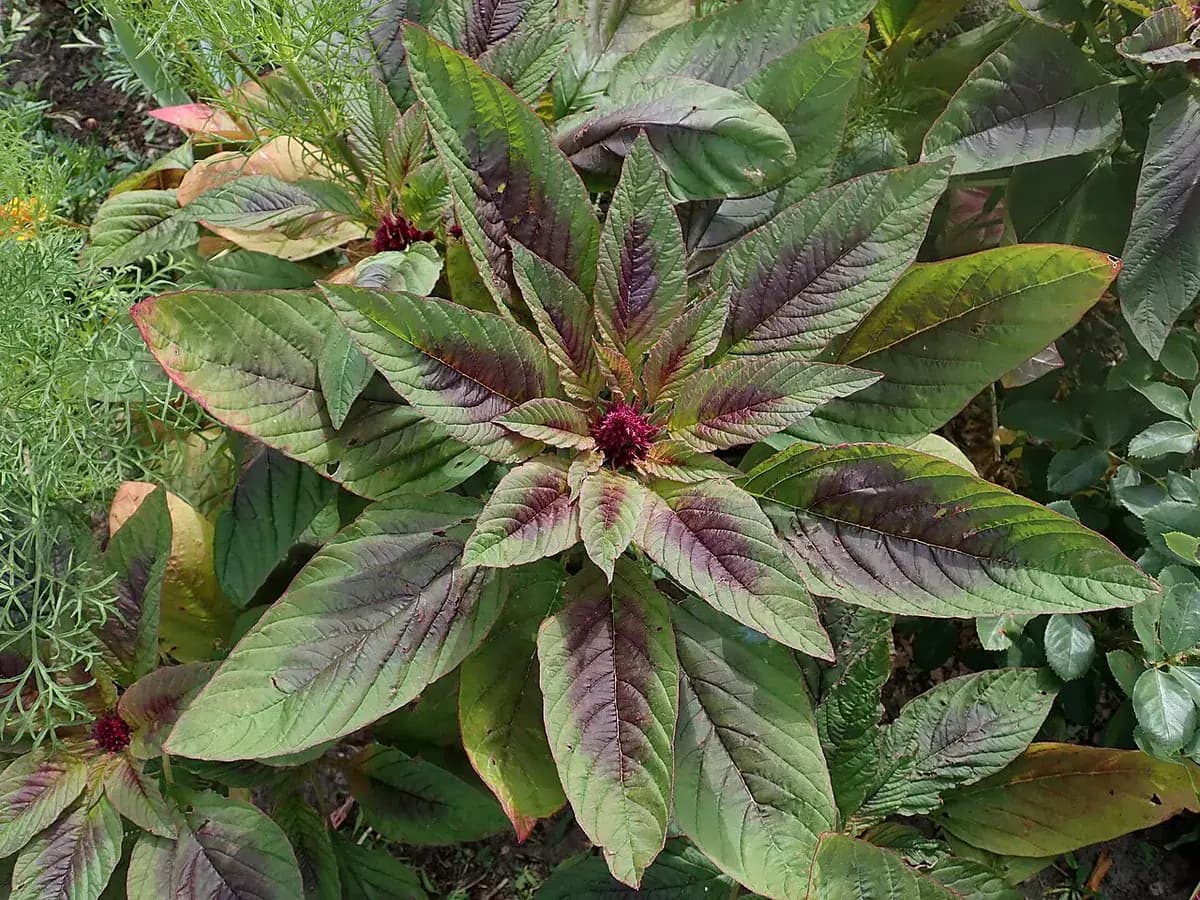 Amaranto rojo — foto real