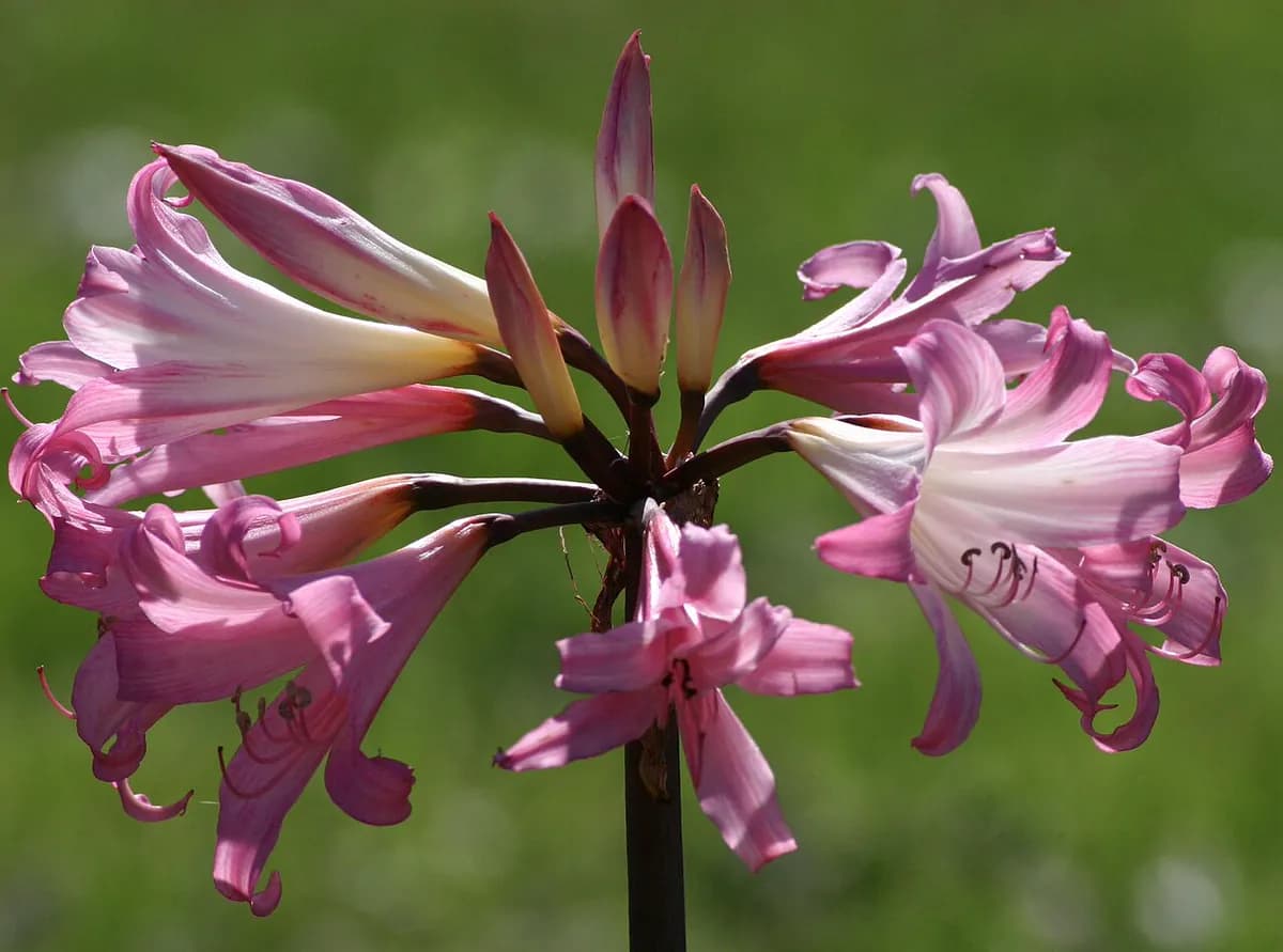 Amarilis (Belladonna lily) — foto real