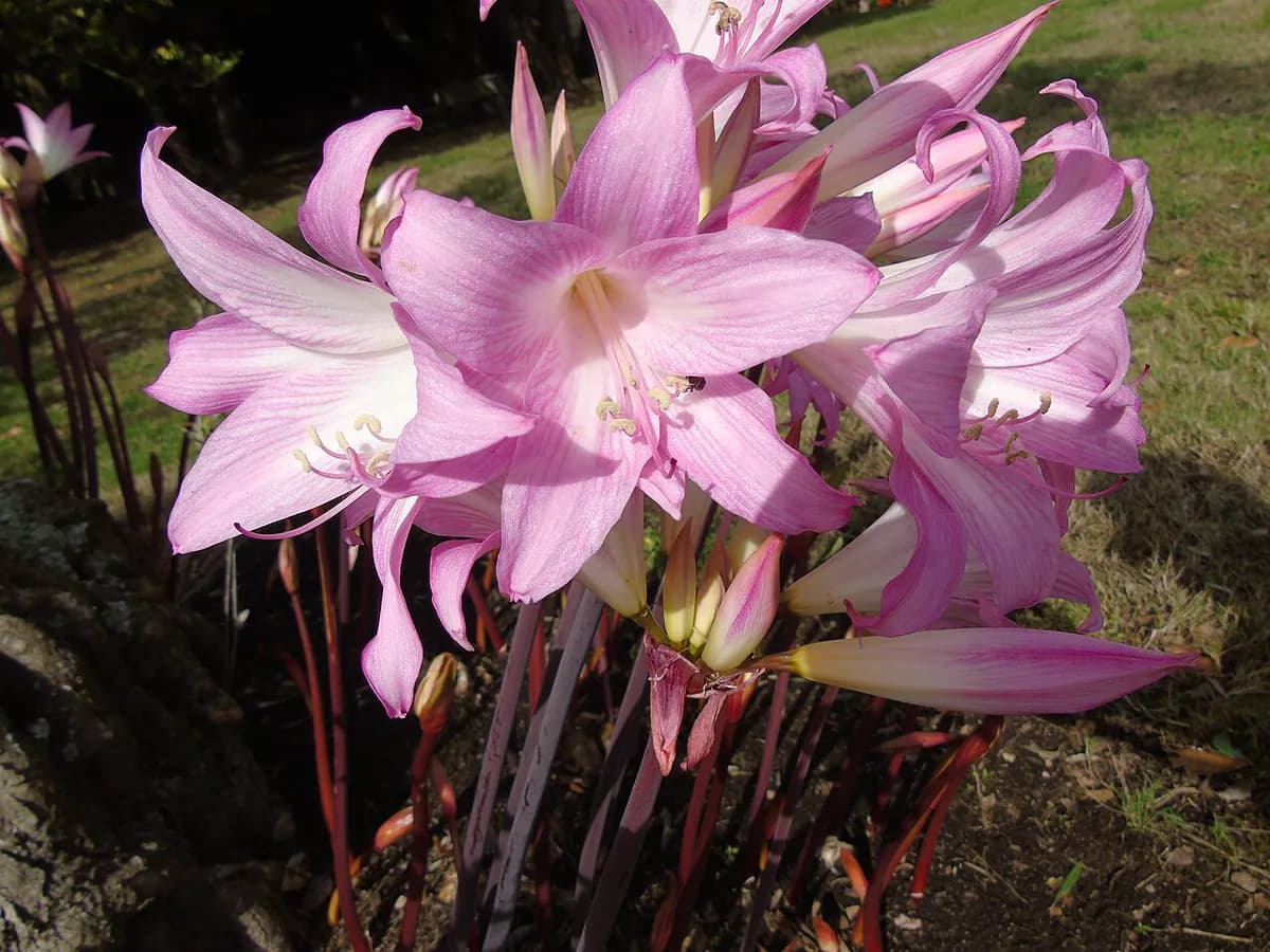 Amarilis (Belladonna lily) — foto real