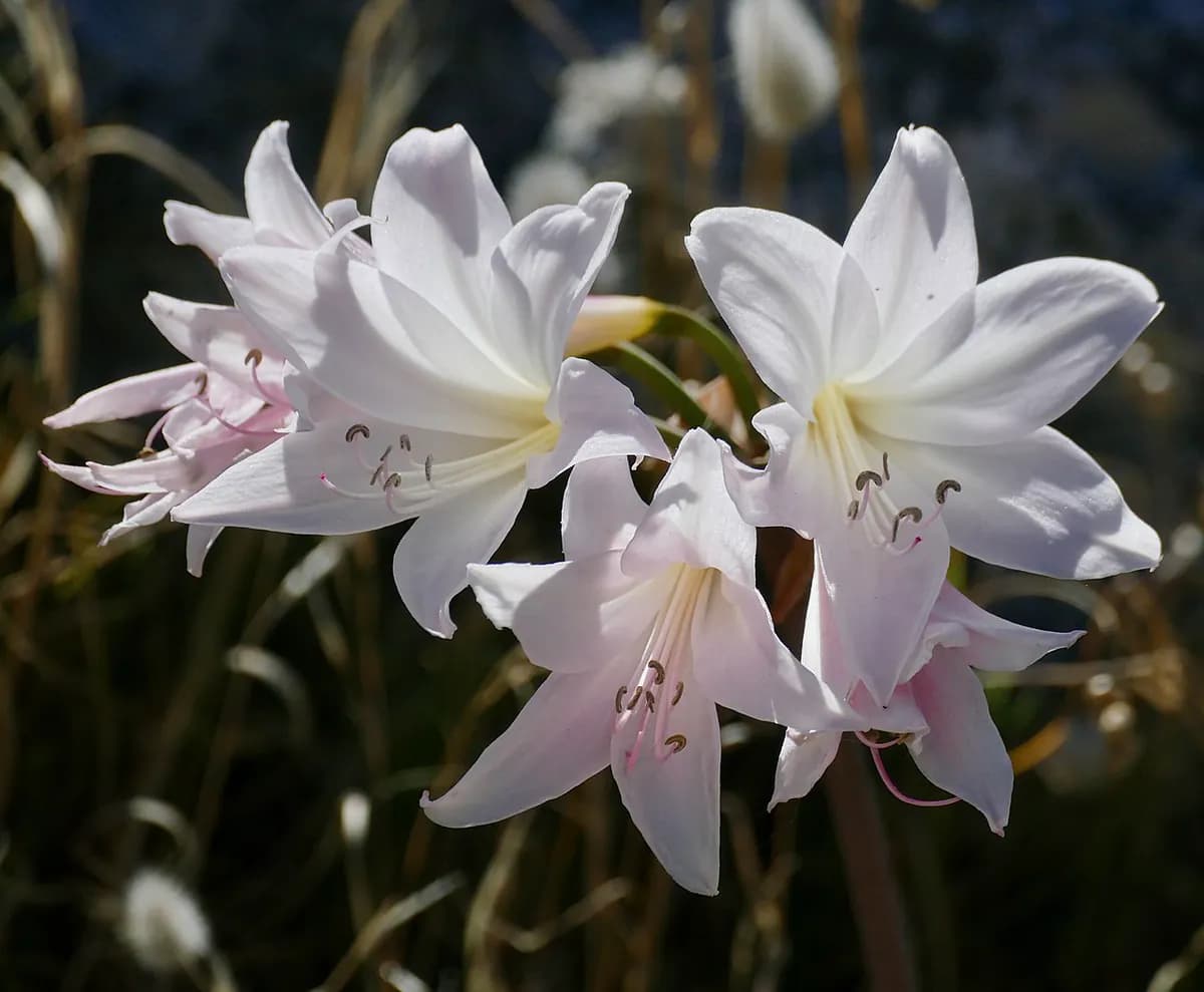 Amarilis (Belladonna lily) — foto real