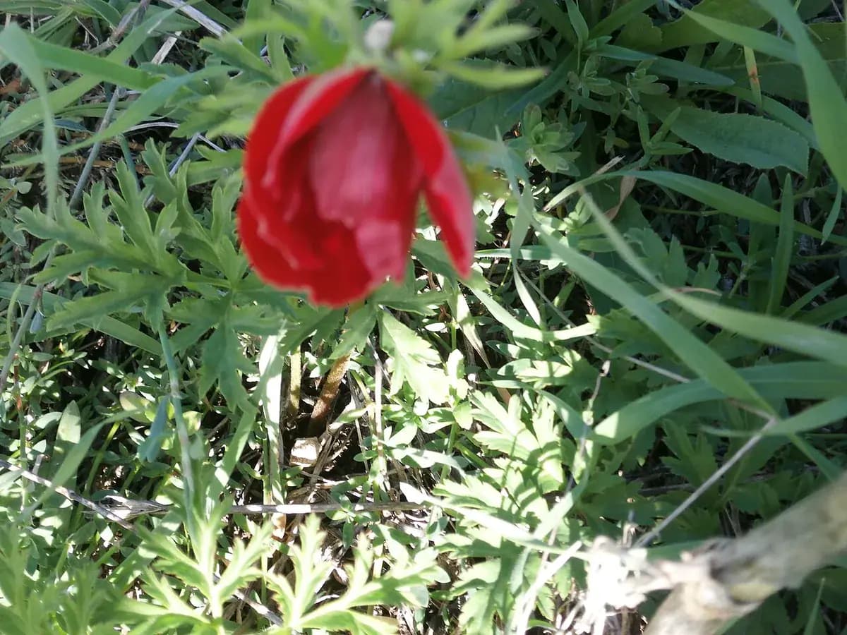 Anémona coronaria — foto real