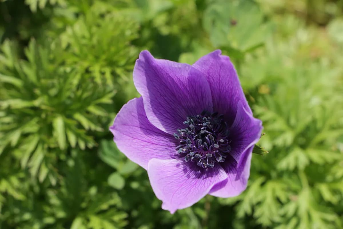 Anémona coronaria — foto real