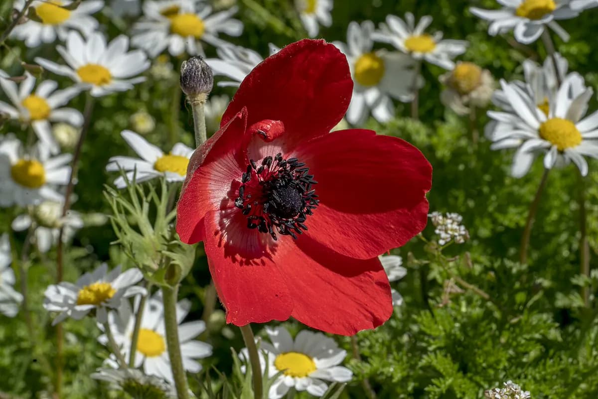 Anémona coronaria — foto real