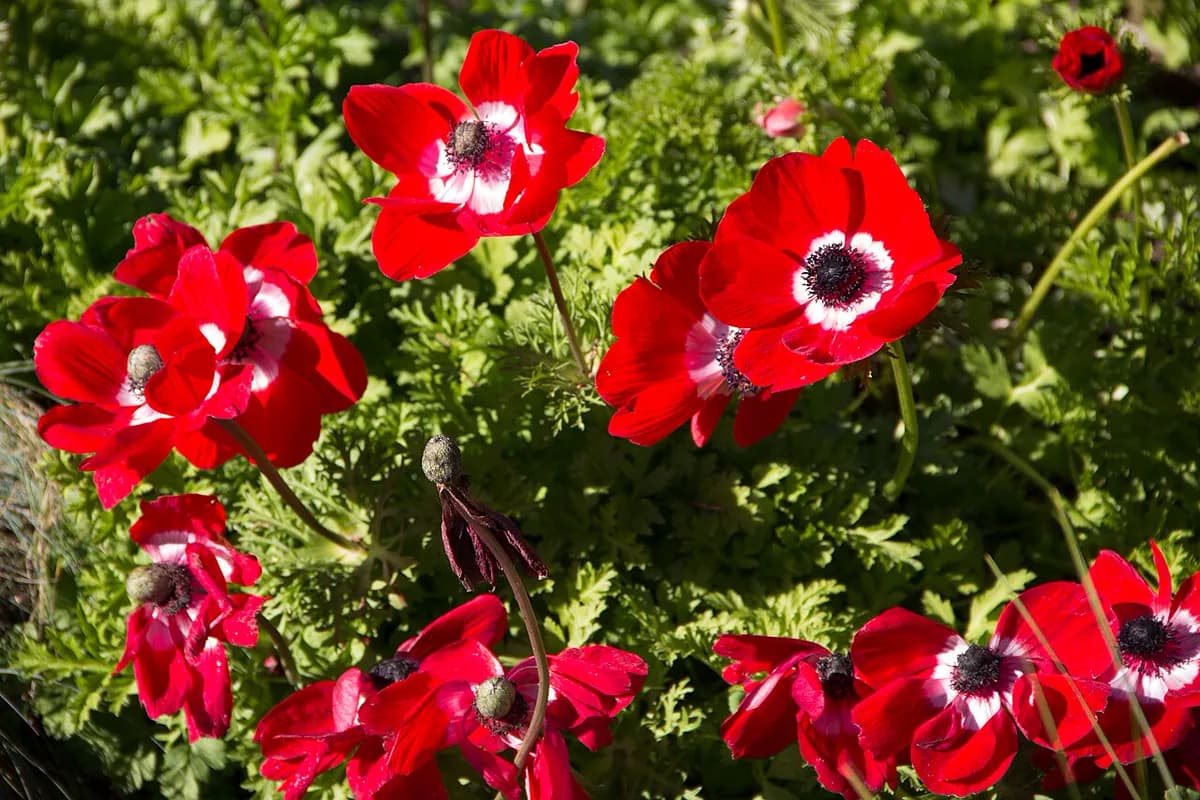 Anémona coronaria — foto real