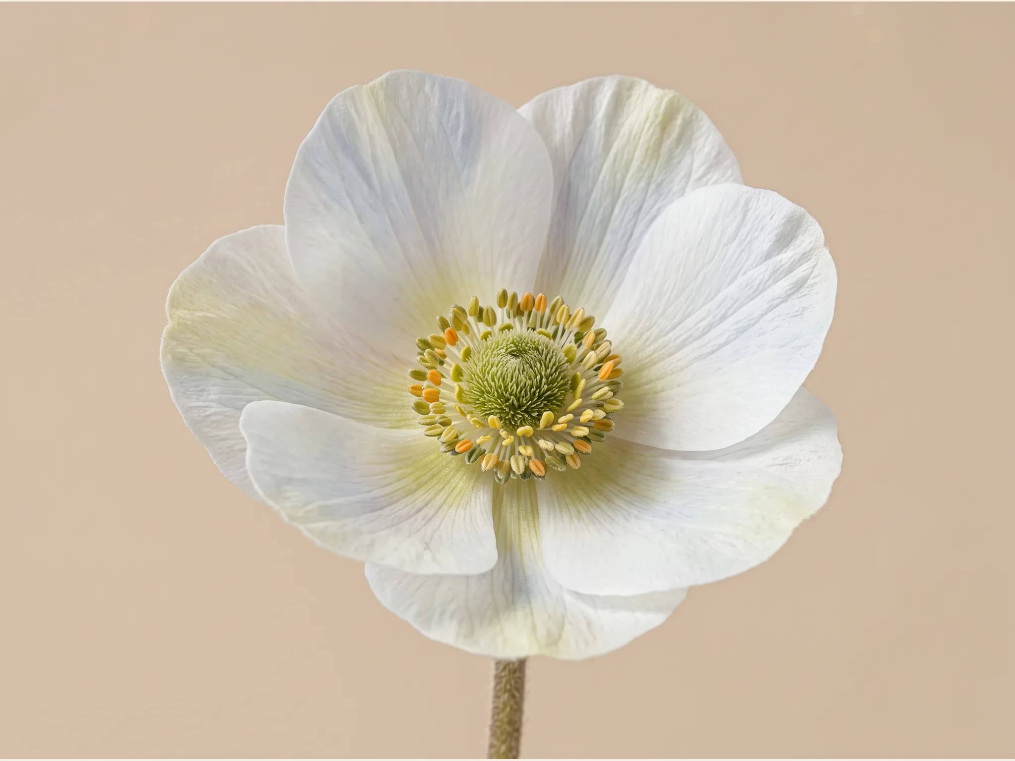 Anemone coronaria — flor (IA)