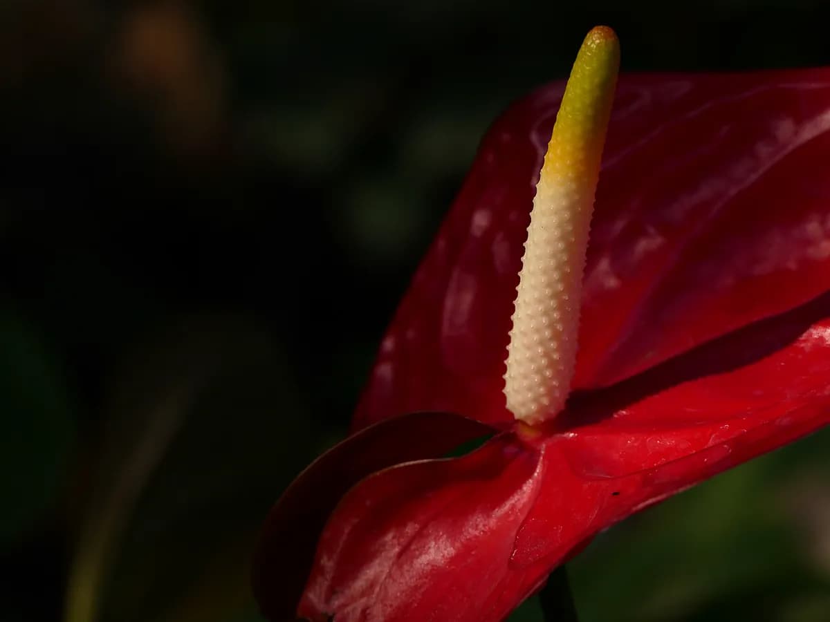Anturio — foto real
