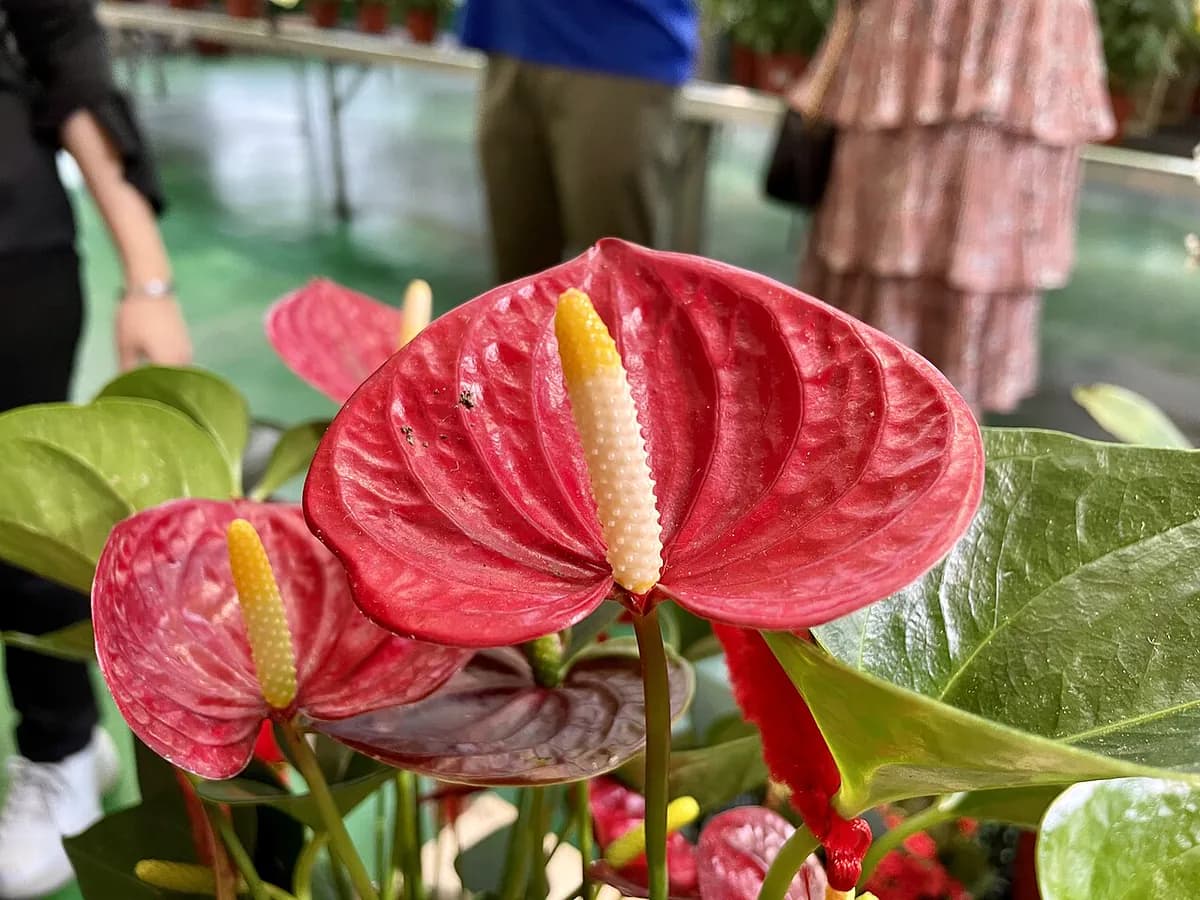 Anturio — foto real