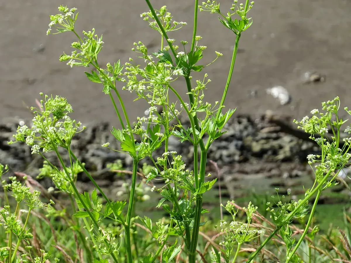 Apio verde — foto real
