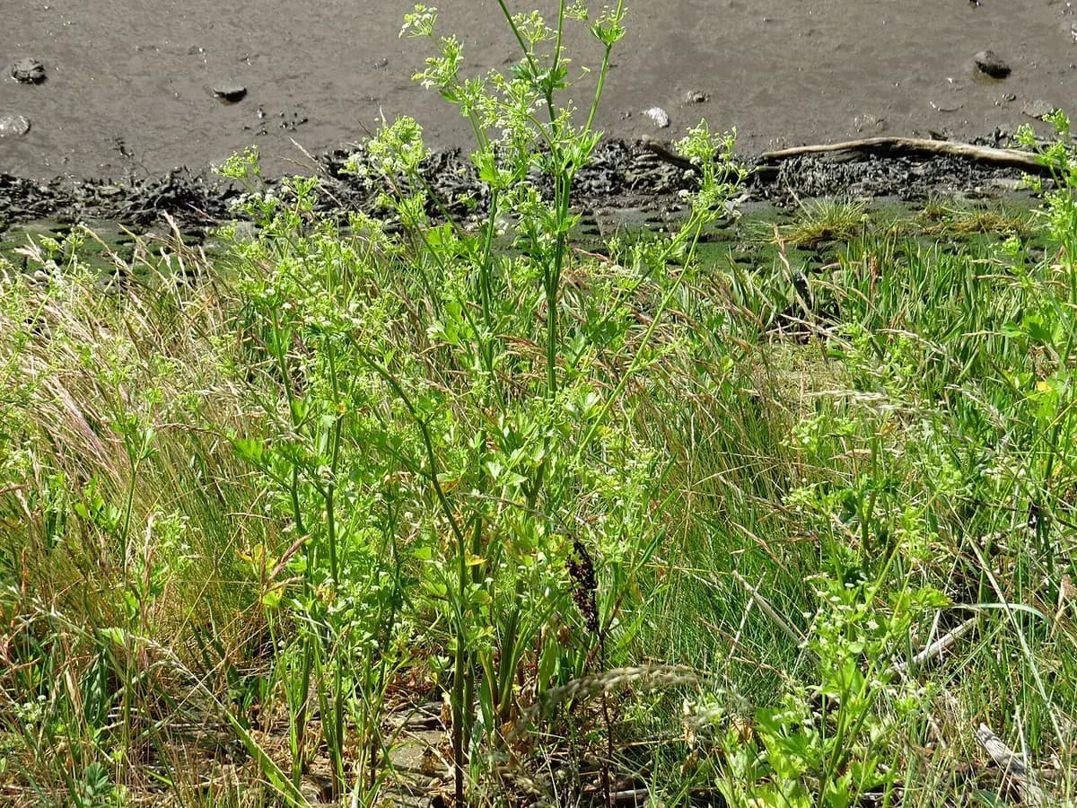 Apio verde — foto real