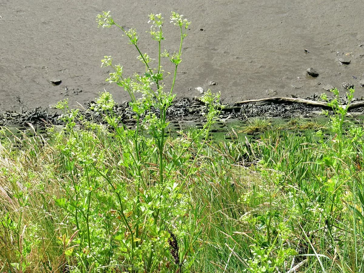 Apio verde — foto real