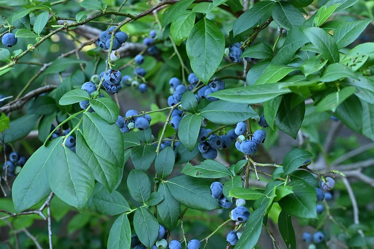 Arándano Bluecrop — foto real