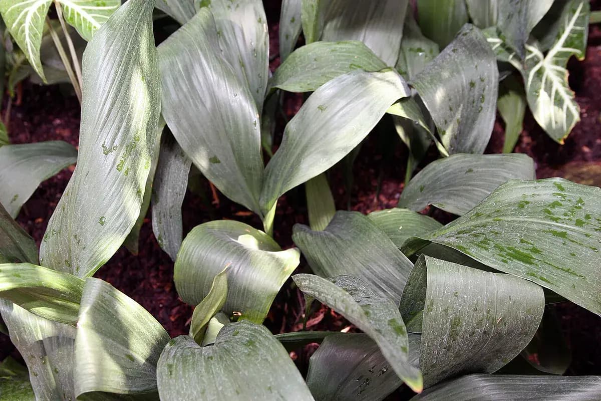 Pilistra (Aspidistra) — foto real