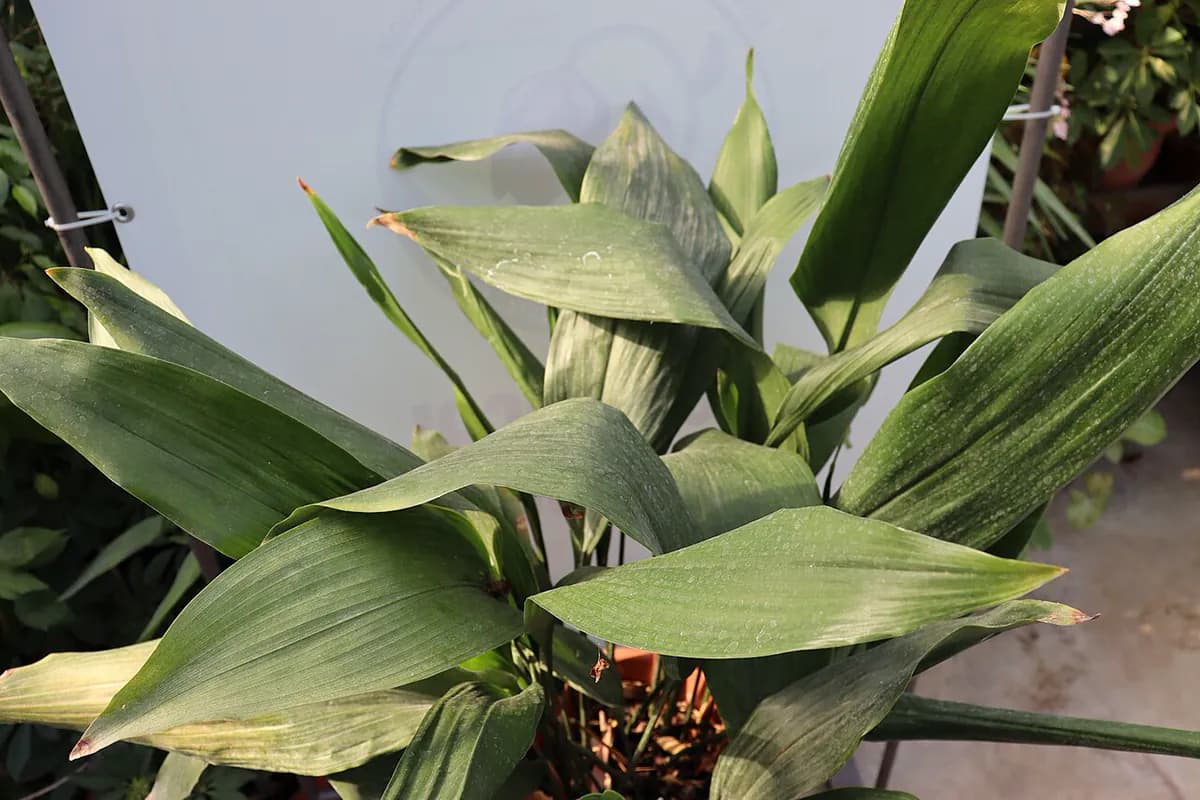 Pilistra (Aspidistra) — foto real