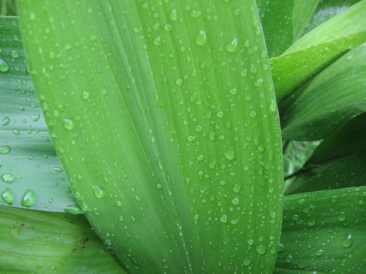 Pilistra (Aspidistra) — foto real