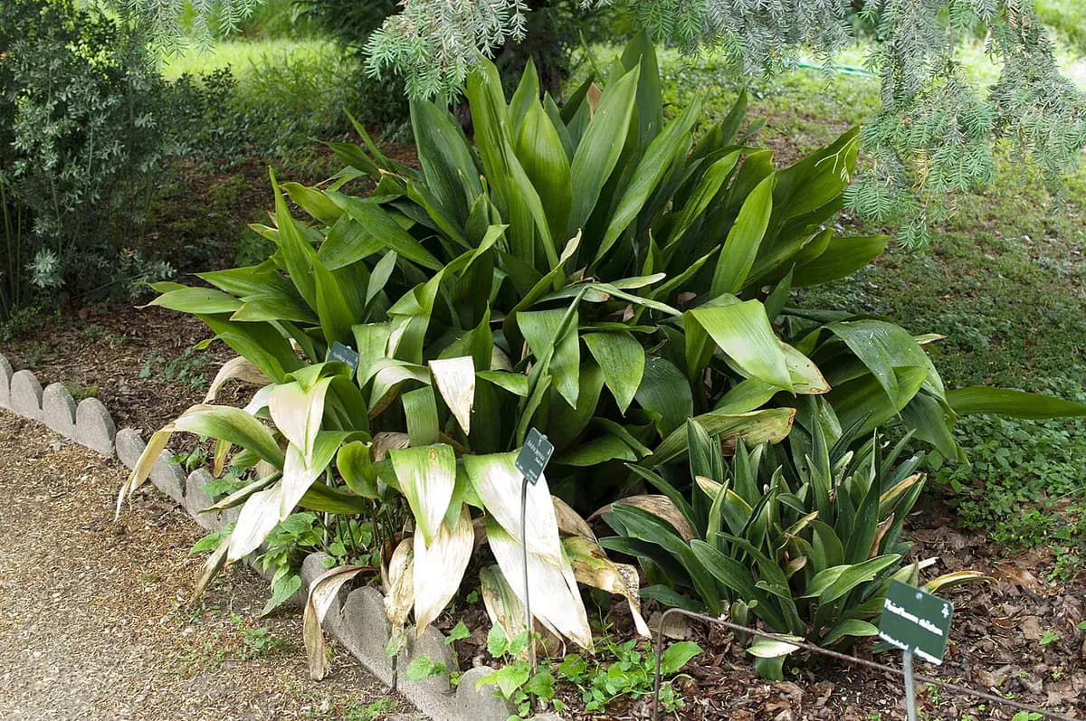 Pilistra (Aspidistra) — foto real