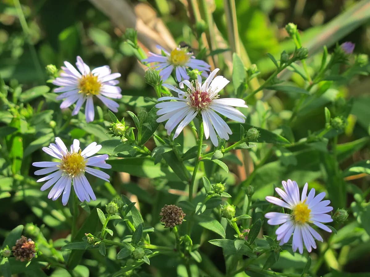 Aster de otoño — foto real