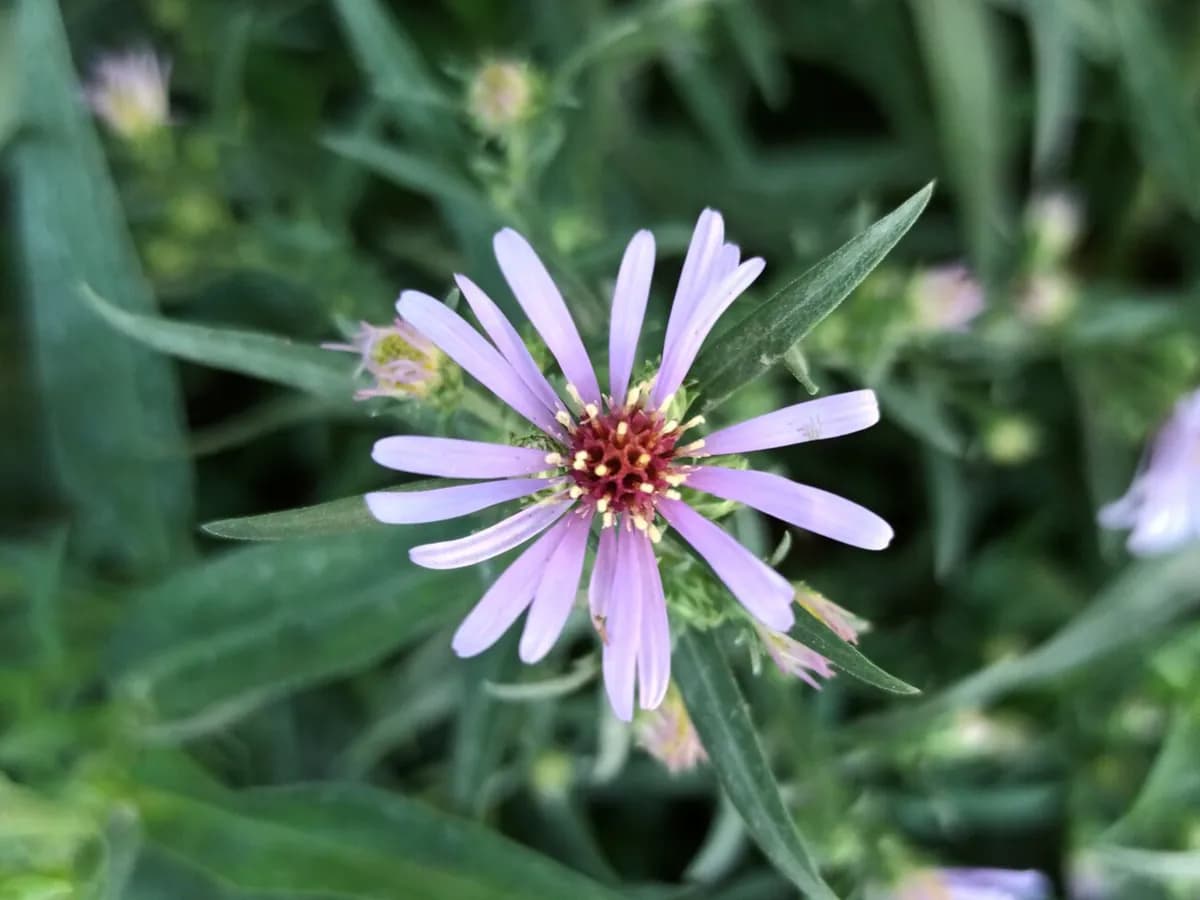 Aster de otoño — foto real