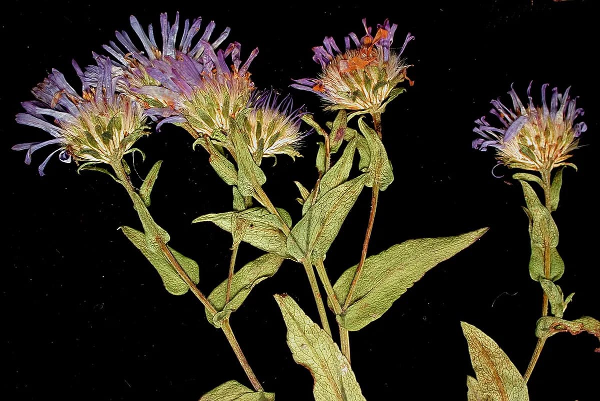 Aster de otoño — foto real