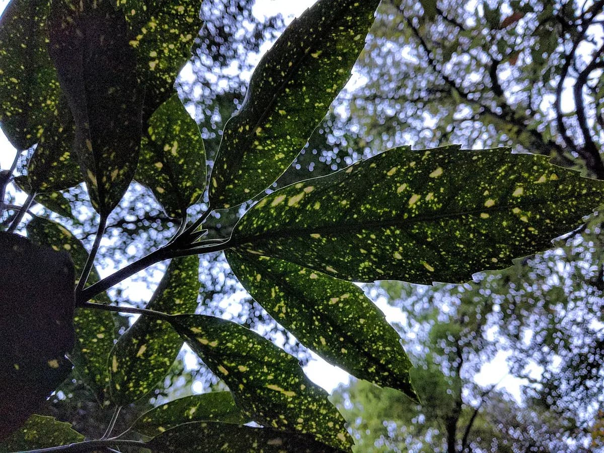 Aucuba — foto real