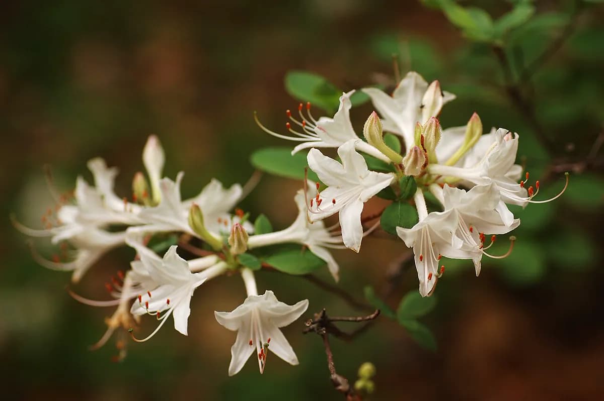 Azalea japonesa — foto real