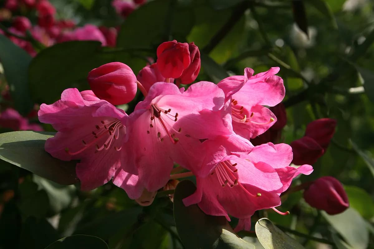 Azalea japonesa — foto real