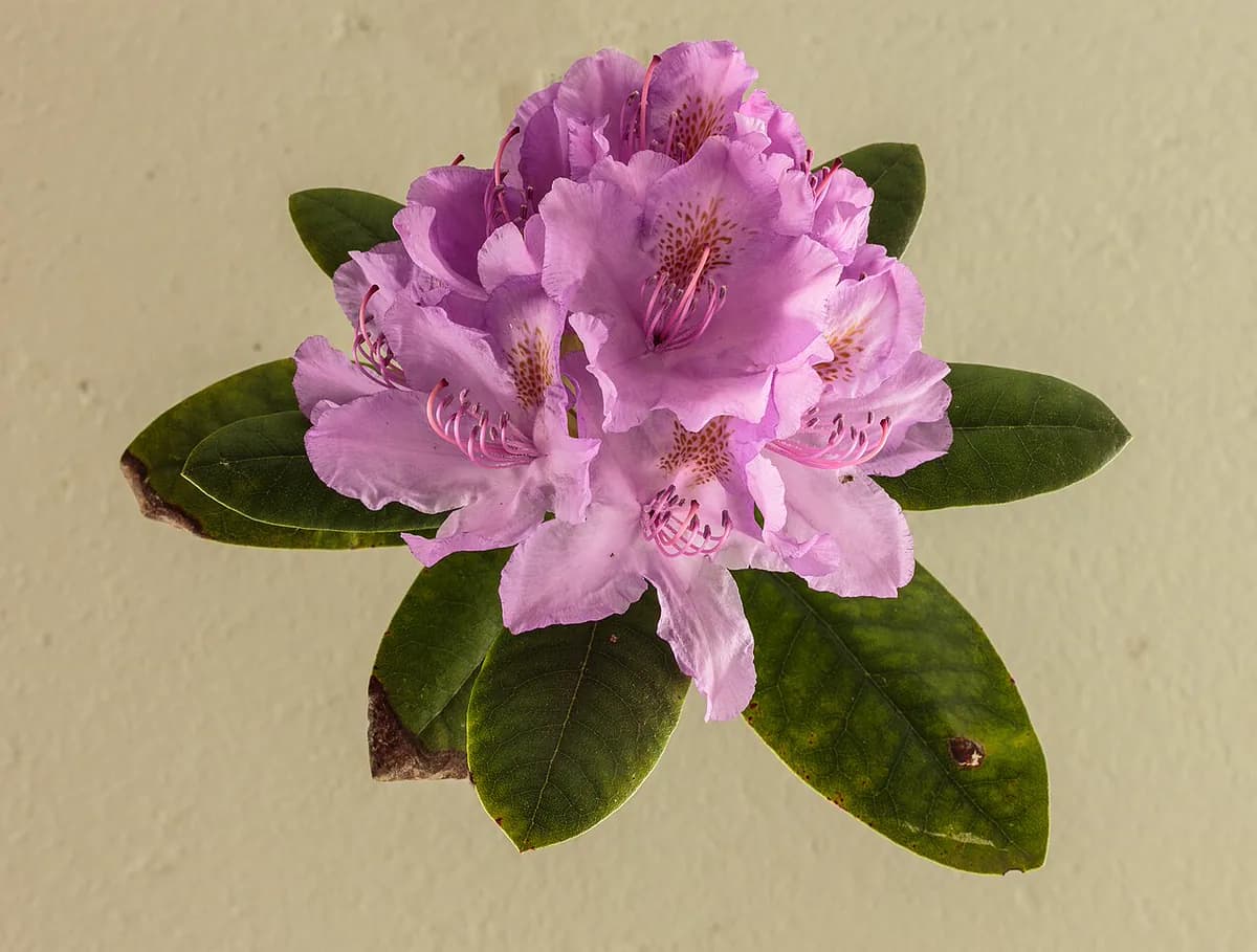 Azalea japonesa — foto real