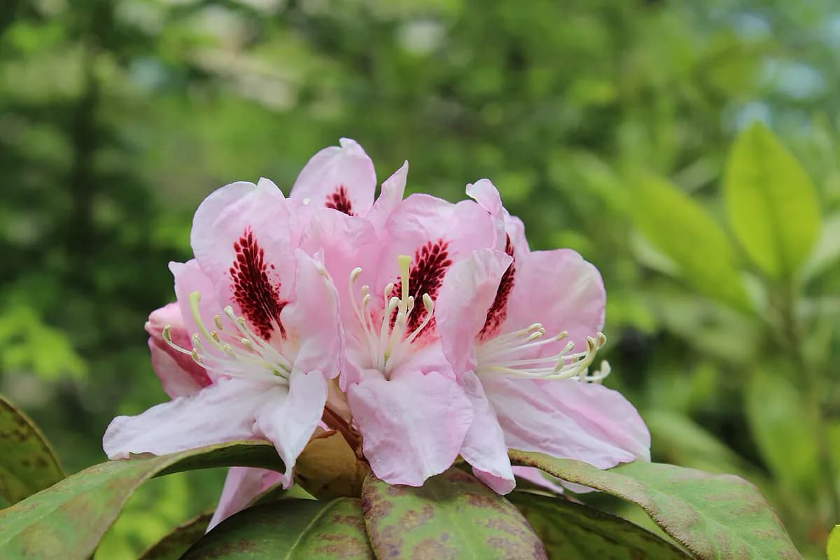 Azalea japonesa — foto real
