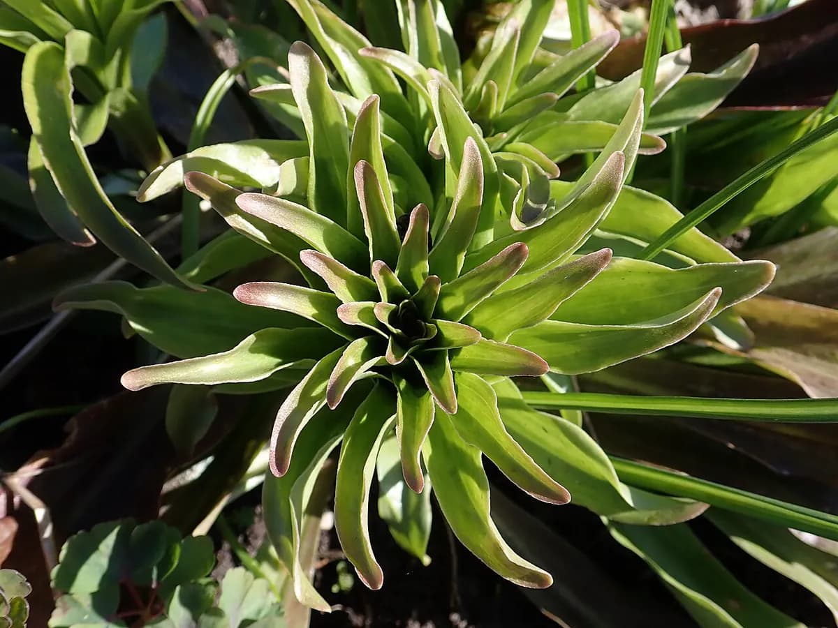 Azucena blanca — foto real