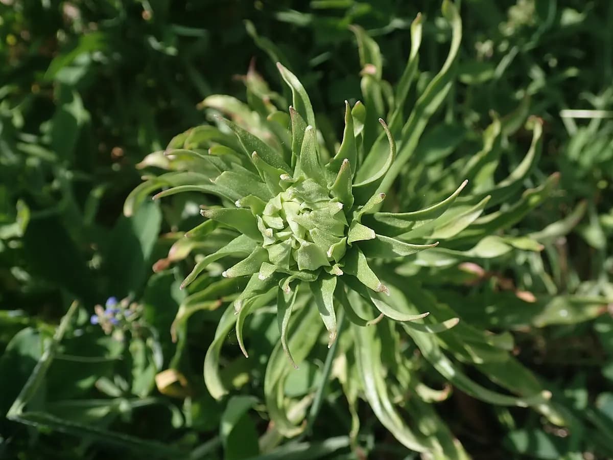 Azucena blanca — foto real