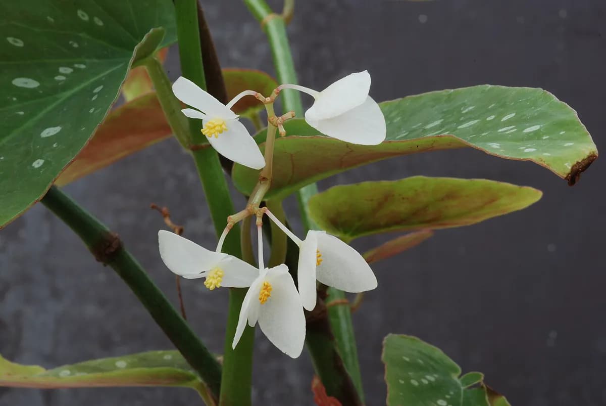 Begonia maculata — foto real