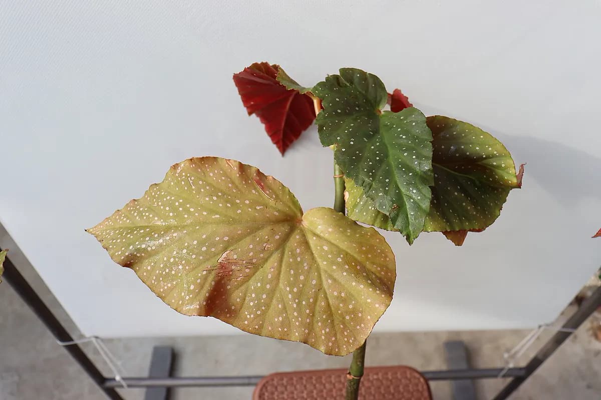 Begonia maculata — foto real
