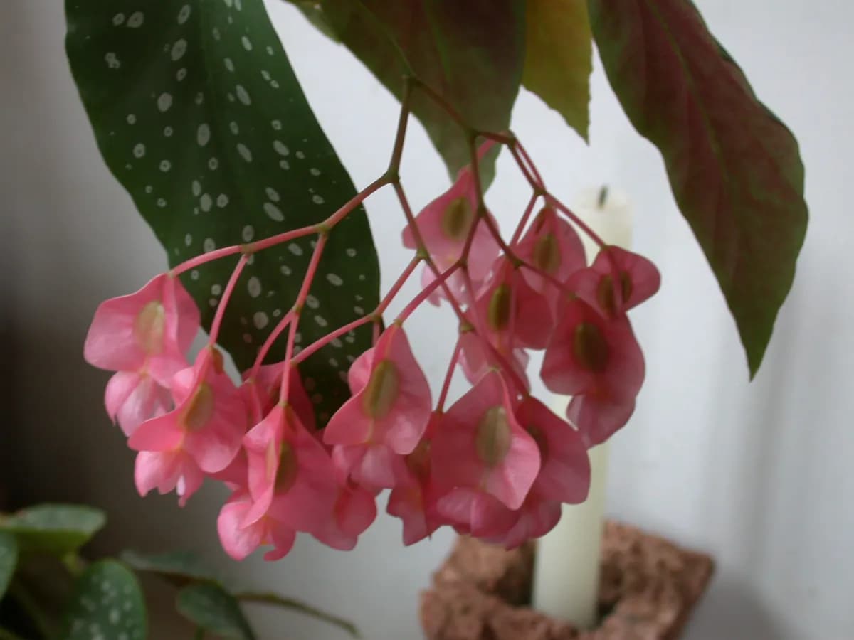 Begonia maculata — foto real