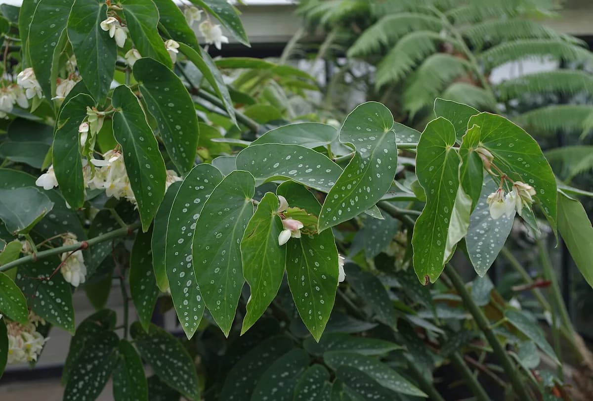 Begonia maculata — foto real