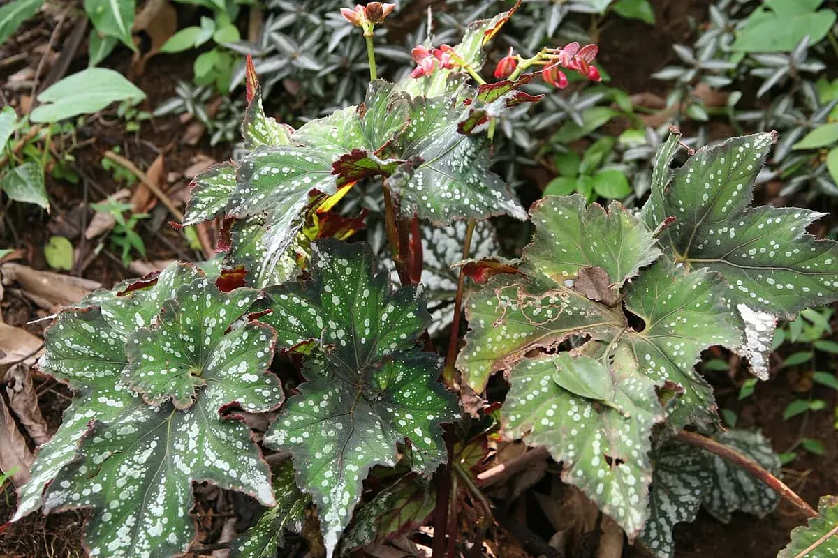 Begonia rex — foto real