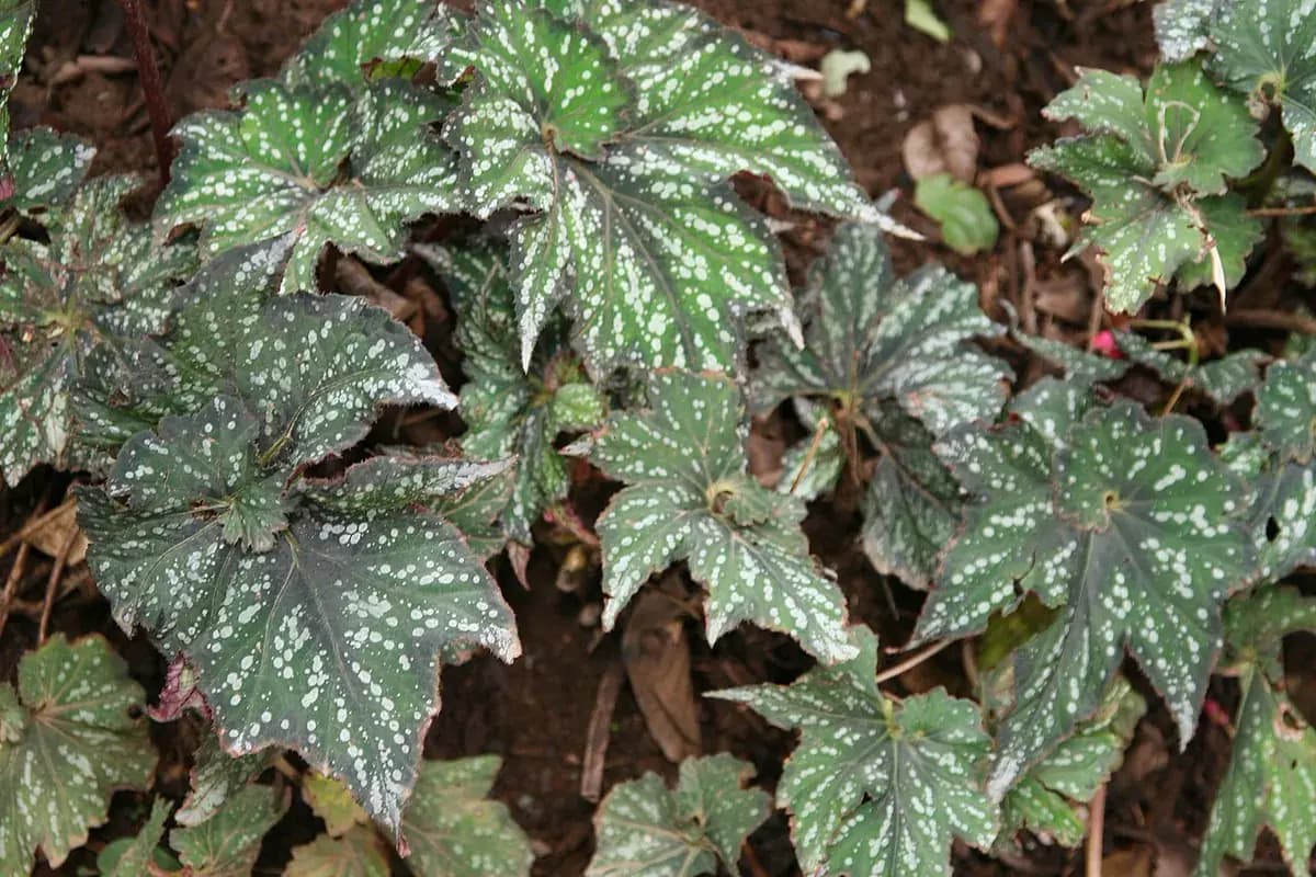 Begonia rex — foto real