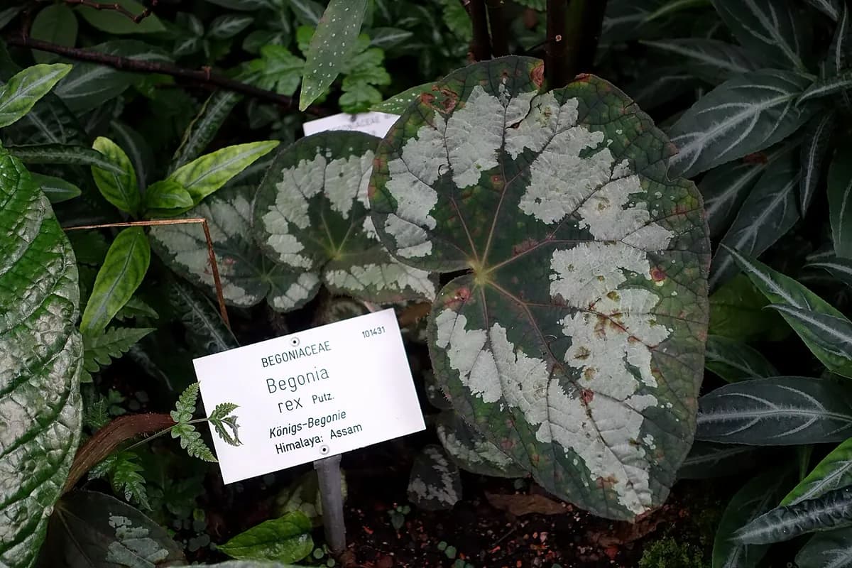 Begonia rex — foto real